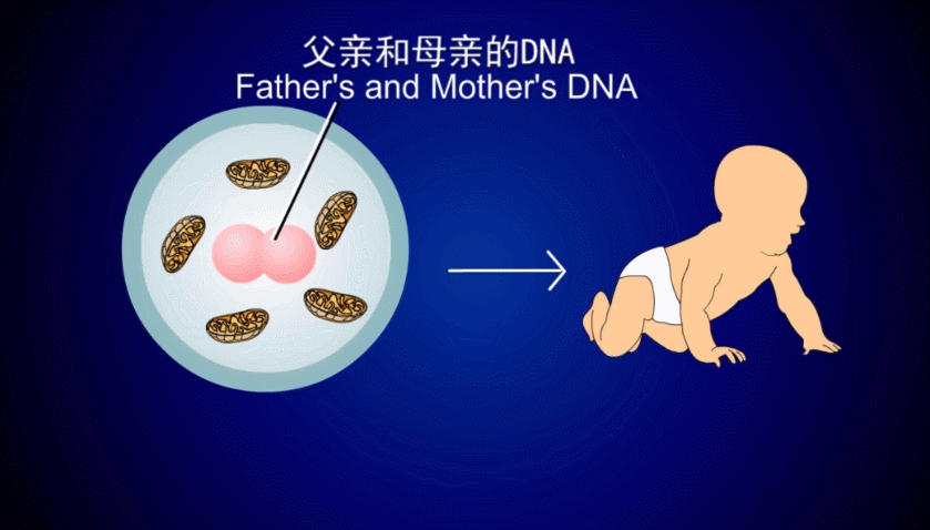 供卵试管中介触犯法律吗_供卵试管中介触犯法律吗?解析法律风险与责任